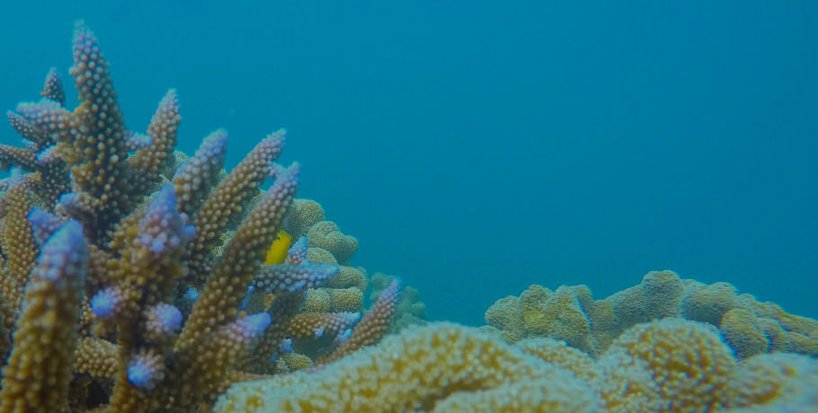 Glass Bottom Boat Tour 10 Glass Bottom Boat Tour - Image 10