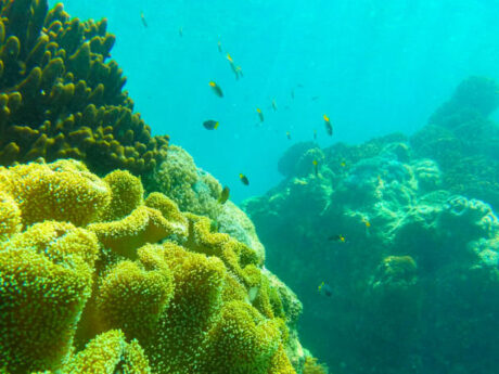 Glass Bottom Boat Tour
