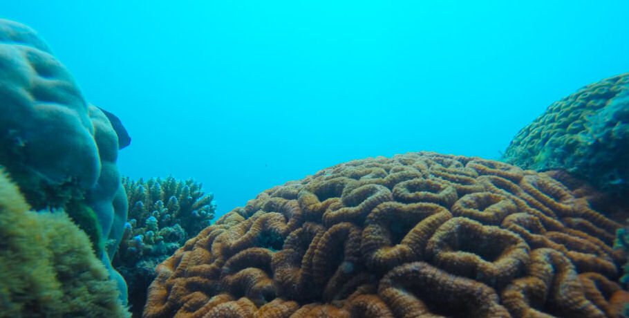 Glass Bottom Boat Tour 12 Glass Bottom Boat Tour - Image 12