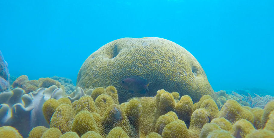 Glass Bottom Boat Tour 13 Glass Bottom Boat Tour - Image 13
