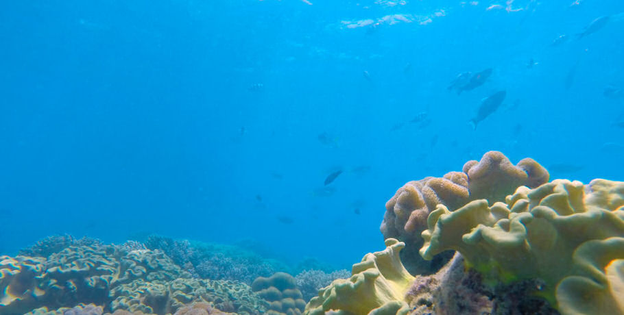 Glass Bottom Boat Tour 14 Glass Bottom Boat Tour - Image 14