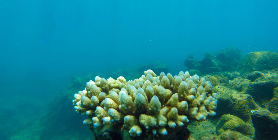 Glass Bottom Boat Tour 16 Glass Bottom Boat Tour - Image 16