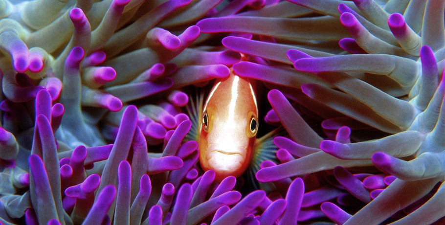 Cruise Whitsundays Great Barrier Reef Adventures 3 Cruise Whitsundays Great Barrier Reef Adventures - Image 3