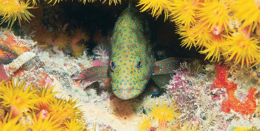 Cruise Whitsundays Great Barrier Reef Adventures 9 Cruise Whitsundays Great Barrier Reef Adventures - Image 9