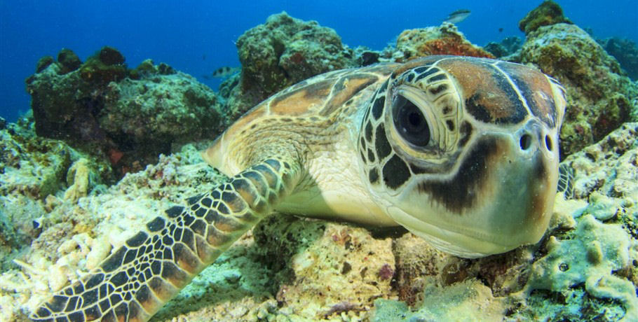 Thundercat Whitsundays 15 Thundercat Whitsundays - Image 15