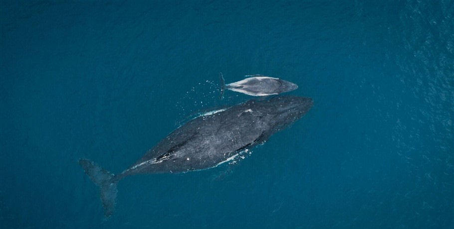 Thundercat Whitsundays 16 Thundercat Whitsundays - Image 16