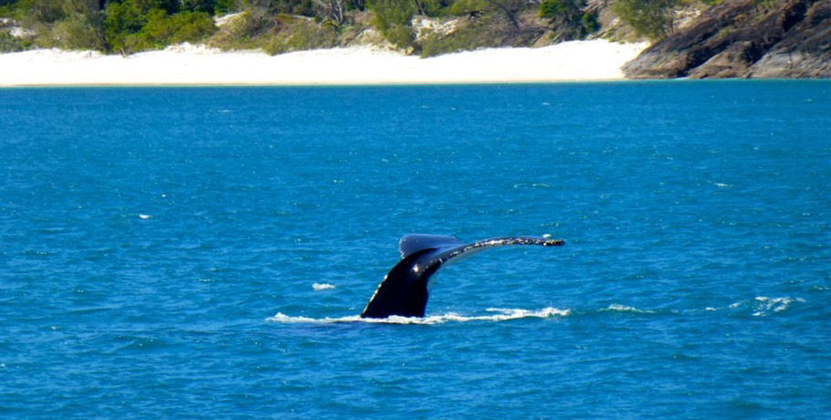 Whitehaven Xpress 10 Whitehaven Xpress - Image 10