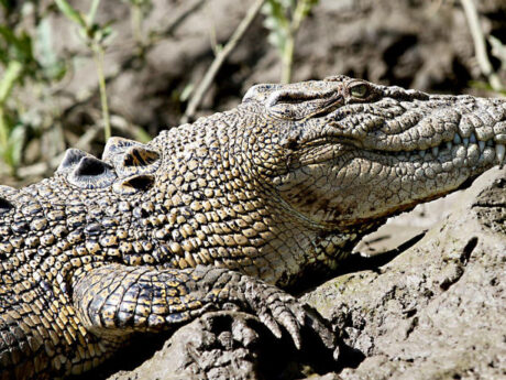Whitsunday Crocodile Safari