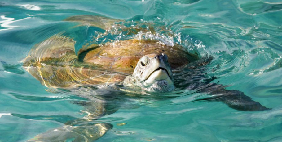 Whitsunday Jetski Tours - Airlie Adventure 15 Whitsunday Jetski Tours - Airlie Adventure - Image 15
