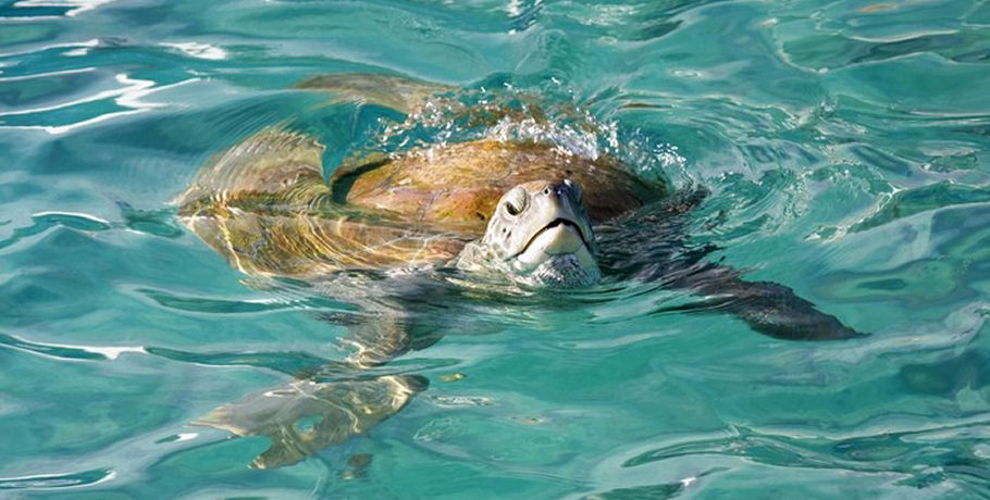 Whitsunday Jetski Tours - Ultimate Island Trek 14 Whitsunday Jetski Tours - Ultimate Island Trek - Image 14